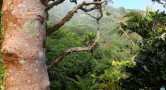 tree trunk and forest in back