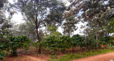 trees among crops with orange dirt below