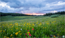 field with wildflowers