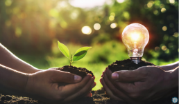 two hands holding seedling and light bulb