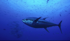 Tuna species recovering