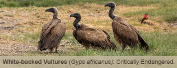 Three White-backed Vultures