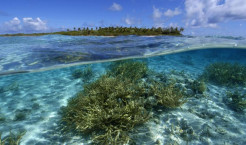 Split image of staghorn coral, Acropora sp., and uninhabited island, Ailuk atoll, Marshall Islands, Pacific Photo: Marine Photobank; CI.