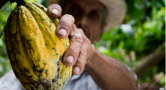 yellow cocoa pod with man in hat grabbing it from behind