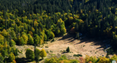 mixed pine forest from above