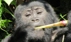 Bwindi is famous for its mountain gorillas - but there are other attractions Photo: Dilys Rose