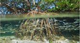 underwater and above water mangroves roots with small blue fish