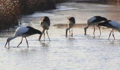 Oriental Storks. Photo: CBCGDF Investigation Team