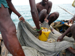 Undersized fish caught on reef - Photo: FoProBim-Haiti