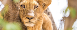 African Lion Cub in Chad scaled cfa2e080e226f83aa7aec66b56137138