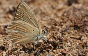 Putting species at the heart of action 3 Polyommatus eriwanensis 01 538433d56dabfa948b191fb7b9d3ec3d